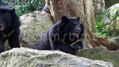 亚洲黑熊与另一只黑熊拥抱在岩石上