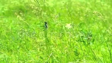 野地里坐在草地上的小鸟