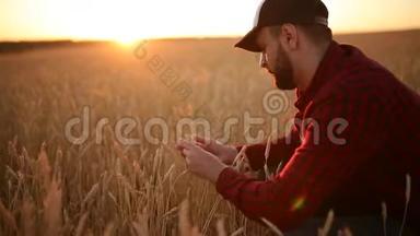 在金色的麦田里，农学家拿着麦穗靠近他的脸和鼻子。 快乐的农夫嗅着他的庄稼关怀