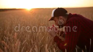 在金色的麦田里，农学家拿着麦穗靠近他的脸和鼻子。 快乐的农夫嗅着他的庄稼<strong>关怀</strong>