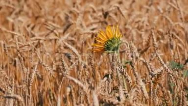 美丽的熟麦地，小麦穗随风摇摆，小向日葵