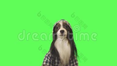 漂亮的<strong>狗狗</strong>帕皮隆穿着带罩的衣服看着绿色背景的镜头<strong>视频</strong>