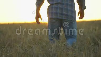在日落或日出时，幸福的农夫在美丽成熟的麦田里散步。 男农摸着自己农场的麦穗