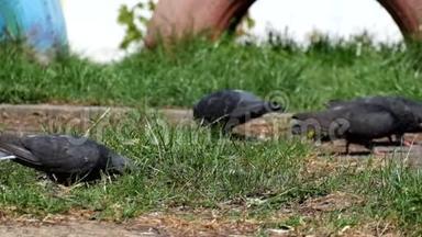 鸽子在嫩绿的草地上觅食
