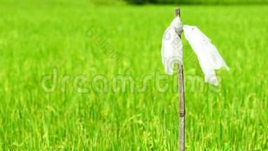 风慢吹塑料袋上干竹竿追鸟稻田.. 稻草人。 稻田和水稻