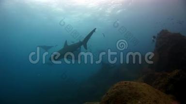 在加拉帕戈斯的海底背景下，曼塔射线在水下爬行鱼类和鲨鱼。