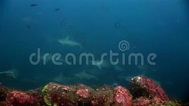 锤头鲨鱼锤群捕食者水下寻找海底食物。