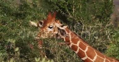 长颈鹿、长颈鹿、成年食叶、肯尼亚桑布鲁公园、长颈鹿、长颈鹿c