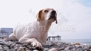 流浪狗躺在海边的石滩上。 饥饿，狂野和不快乐的无家可归的狗。