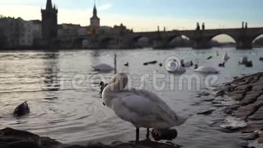 一个城市公园，<strong>白天鹅</strong>在河里游泳，天鹅在伏尔塔瓦河上游泳，天鹅在布拉格，<strong>白天鹅</strong>漂浮在水中