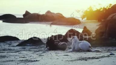 在美丽的日落时，狗在海边玩耍。 3840x2160，4k