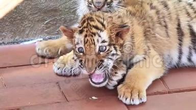 特写老虎宝宝躺在地上的视频，惊恐的表情，愤怒和咆哮，美丽而危险的动物，4K镜头