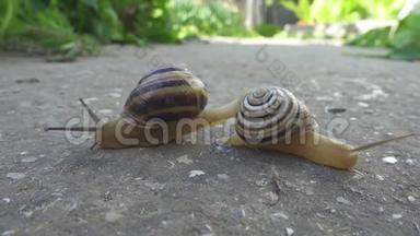 两只蜗牛在石头背景上爬行。 科克利亚人互相爬行。 近距离观看