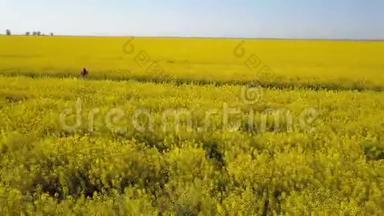 空中-在一个阳光明媚的日子里，一个美丽的女孩在黄色的田野里奔跑。 头发被风<strong>挥</strong>了<strong>挥</strong>手。