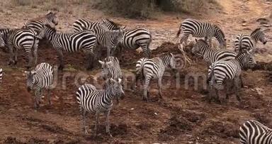 格兰特`斑马，马格斯波切利博米，赫德在肯尼亚内罗毕公园，