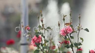 喷泉附近的城市广场上美丽的粉红色红玫瑰。 阳光明媚的夏日，微风，动感的场景，色调的视频