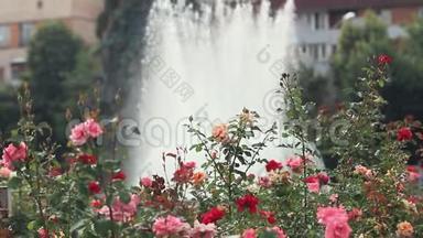 喷泉附近的城市<strong>广场</strong>上美丽的粉红色红玫瑰。 阳光明媚的夏日，微风，动感的场景，色调的<strong>视频</strong>