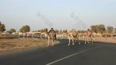 骆驼越野：小心骆驼赛道附近的松散骆驼