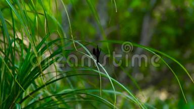 黑蜻蜓坐在自然背景的<strong>绿草</strong>上。 在<strong>绿草</strong>如茵的背景下，紧紧地抱着。 野生生物