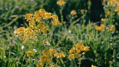 <strong>黄色的小花</strong>在草地上特写。