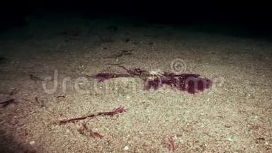 小螃蟹在加拉帕戈斯的海床上跑得很快。