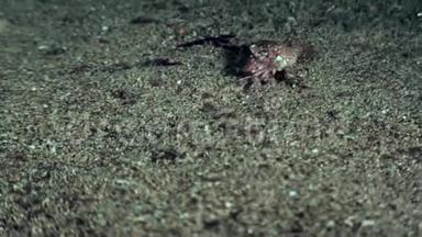 小螃蟹在加拉帕戈斯的海床上跑得很快。