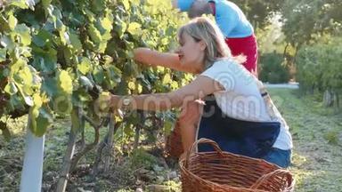 农民在小家庭有机葡萄园收获葡萄作物