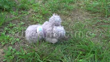 遗弃毛绒玩具灰色泰迪熊落在草地上，孤独的概念，童年的<strong>回忆</strong>，<strong>怀旧</strong>