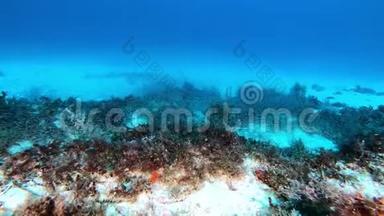 在<strong>磷虾</strong>云中潜水的水下场景