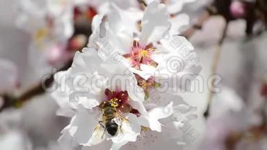 蜜蜂从果园里<strong>的</strong>白花中收集花粉。 <strong>春天开花的</strong>苹果<strong>树</strong>.. <strong>树</strong>枝在阳光下<strong>开花</strong>。 <strong>开花的树</strong>