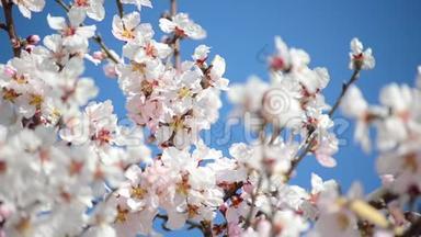 蜜蜂从果园里的白花中收集花粉。 春天开花的苹果树.. 树枝在阳光下开花。 开花的树
