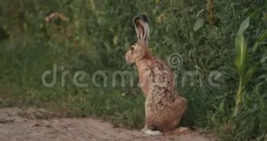 欧洲野兔夏季户外<strong>野外公路</strong>白俄罗斯。 欧洲野兔-欧洲野兔或布朗