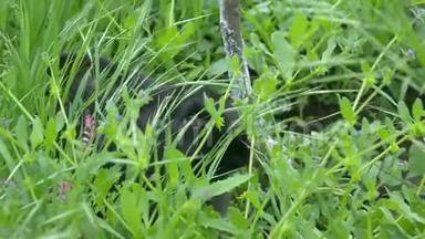 黑兔躲在草丛里吃东西