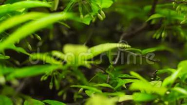 雨后夏林中的绿叶和树枝。 把雨水滴在热带植物的绿叶上