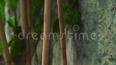 园林背景石墙上的竹树干和绿色植物。 背景、绿叶和竹子
