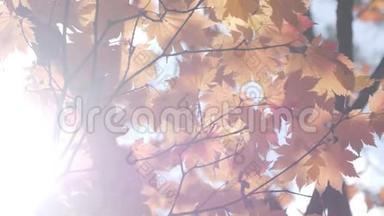 秋天，美丽的<strong>橘红色</strong>的枫叶树在风中吹着阳光