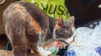 三色无家可归的猫在垃圾堆里吃东西