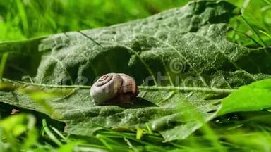 绿叶上的蜗牛.. <strong>时间</strong>流逝<strong>视频</strong>。