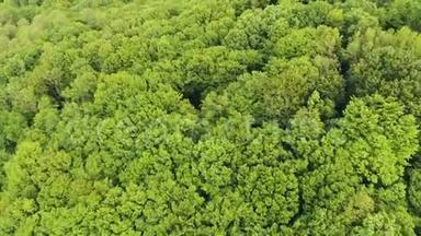 空中：在森林4K中飞过一棵郁郁葱葱的<strong>青松</strong>和云杉树顶。