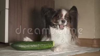 狗狗狗狗狗吃新鲜的绿色黄瓜胃口录像