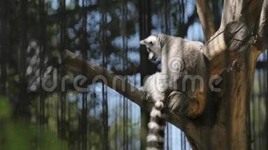 Lemur<strong>坐在树上</strong>