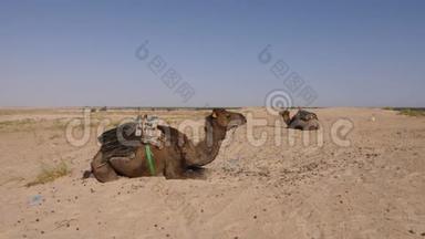 两只骆驼，一个驼峰躺在沙漠里的沙子上。 撒哈拉沙漠中的棕褐色骆驼