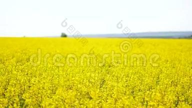 田野，风中的黄花