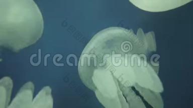 海洋水族箱中的水母花柱图片