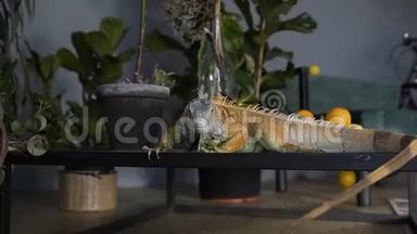 一只绿色的鬣蜥爬上桌子，看着相机。 <strong>室内</strong>的爬虫抵抗<strong>绿色植物</strong>。