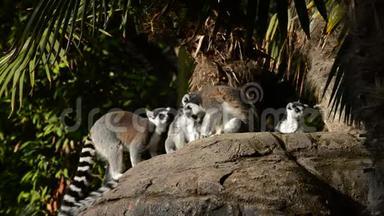 环尾狐猴在岩石中跳跃，伴随着狐猴的日光浴