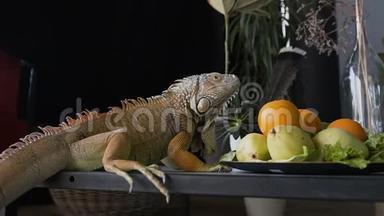 大鬣蜥坐在<strong>桌子上</strong>，靠近<strong>水果</strong>盘。