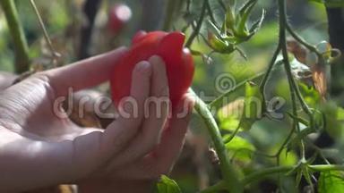 一个年轻女人的手从花园里的树枝上采摘不寻常的红番茄，娇养