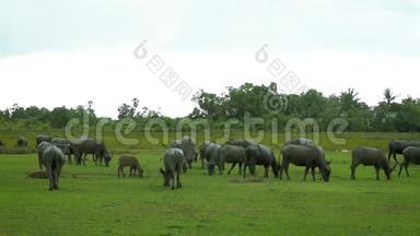 雨<strong>点下</strong>，一群水牛在葱郁的草地上吃草。