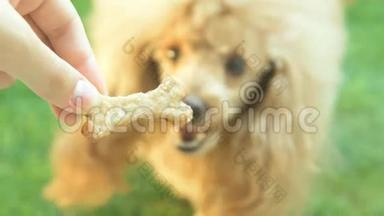 狗吃饼干。